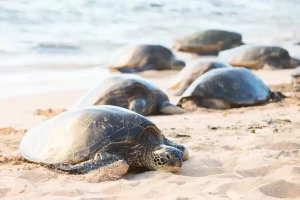 Female green turtles leave the water to nest on a