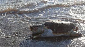 Muğla’nın Fethiye ilçesinde sahil kesiminde bir adet caretta caretta cinsi