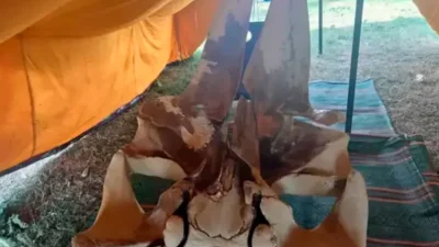 Kentte, 4 yıl önce sahile vurduktan sonra Mersin Üniversitesi (MEÜ)