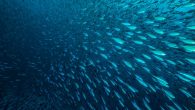 Something fishy is going on. Thousands of feet deep down in the oceans off the coast of Angola in southern Africa, scientists have recorded mass movements of various fish species across the sea bed. Using cameras at observatory platforms, they […]