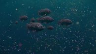 The self-propelled robot can also repair itself if harmed. By Tiffany Duong Scientists have created a bionic, self-propelled robotic fish that can “eat” microplastics and repair itself if damaged mid-mission. Microplastics—the minute pieces of plastic created when larger plastic products […]
