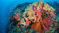 By Alex Mustard It has been a while since I have seen them, but when I close my eyes, I can instantly transport myself back to the scenery of the world’s most stunning reefs, where the blue water sparkles, clouds […]
