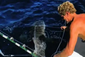 John Moore Jr pictured here rescuing a shark, was convicted