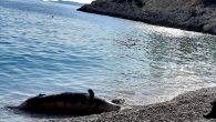 Kaş’ın Seyret Çakılı Plajı’nda sahile fok ölüsü vurduğu öğrenildi. Yaşlılık nedeniyle öldüğü tahmin edilen fokun incelemenin ardından belirlenecek alana gömüleceği bildirildi. Antalya’nın Kaş ilçesi sahilinde ölü fok bulundu. İhbar üzerine Seyret Çakılı Plajı’na giden Kalkan Sahil Güvenlik ekipleri, 250 kilogram […]
