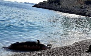 Kaş’ın Seyret Çakılı Plajı’nda sahile fok ölüsü vurduğu öğrenildi. Yaşlılık