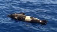Muğla’nın Fethiye ilçesi açıklarında balıkçılar tarafından ölü Akdeniz foku bulundu. Balıkçı Oben Şahin’in (36) teknesinin arkasına bağlayarak Mut Kanalı’na getirdiği yaklaşık 300 kilogram ağırlığındaki fok, Akdeniz Deniz Koruma Derneği yetkililerine teslim edildi. Fethiye’de Kızılada açıklarında balık avına çıkan Oben Şahin, […]