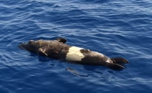 Muğla’nın Fethiye ilçesi açıklarında balıkçılar tarafından ölü Akdeniz foku bulundu.