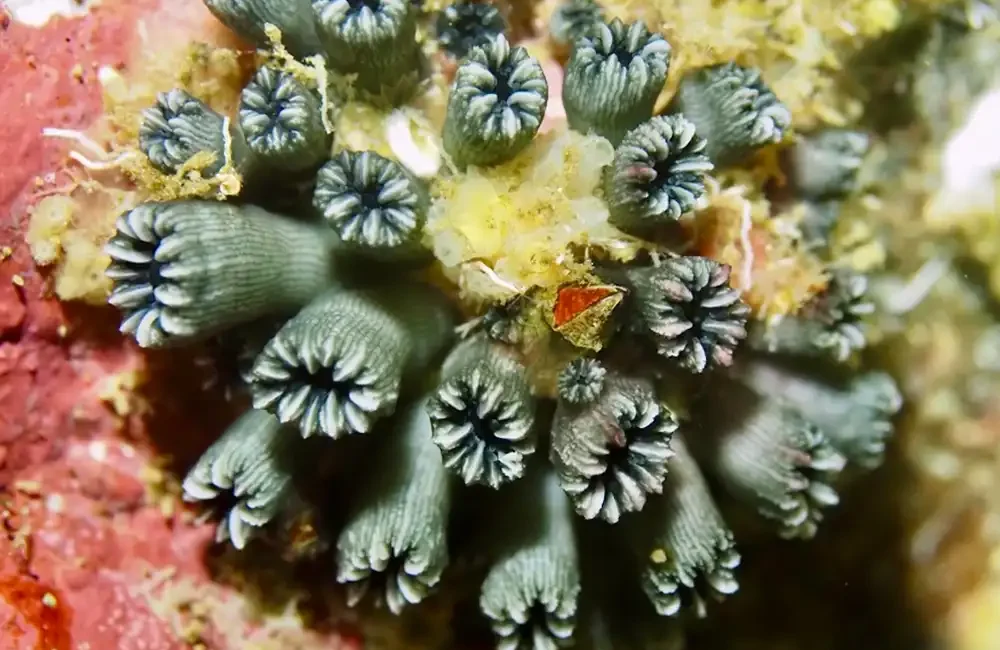 By DIVE Staff A species of stony coral thought to
