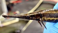 BY MICHIGAN STATE The sophisticated network of nerves connecting our eyes to our brains evolved much earlier than previously thought, research finds, thanks to an unexpected source: the gar fish. The new research shows that this connection scheme was already […]