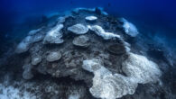 By Mark ‘Crowley’ Russell The Australian Institute of Marine Science (AIMS) has reported that extensive coral bleaching across the Great Barrier Reef during February is now being classed as the fifth mass bleaching event to have affected the reef since 2016. Aerial surveys […]