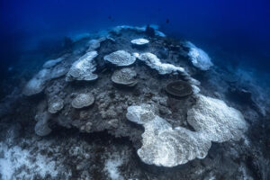 By Mark ‘Crowley’ Russell The Australian Institute of Marine Science (AIMS) has reported