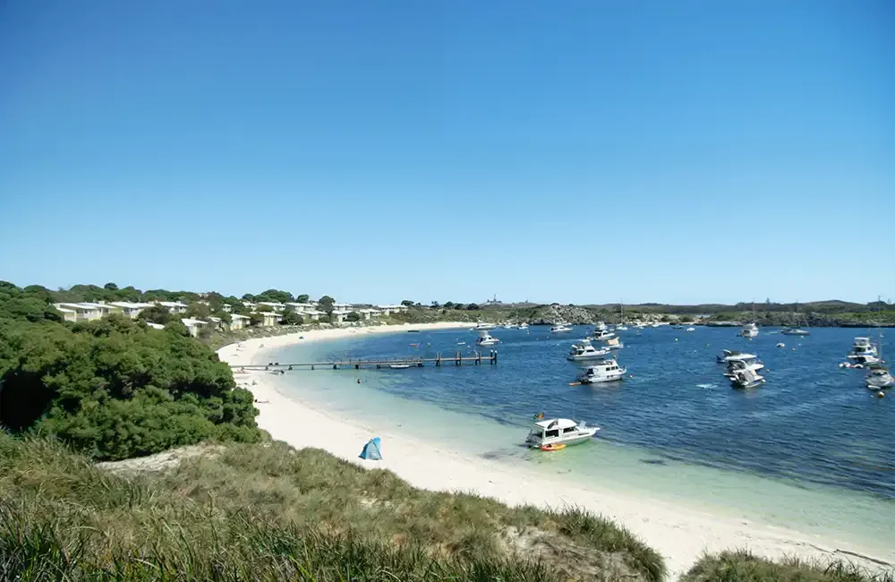 A freediver has died after being bitten by a great