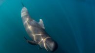 A 39-million-year-old whale with floppy feet, which may not have been very good for walking, helps illuminate the massive animals’ transition to the oceans Whales don’t swim like fish do. Instead of moving their tales side-to-side like a shark or […]