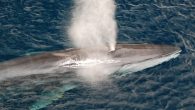 SAUSALITO, CA — Experts concluded Saturday that an endangered fin whale that washed ashore in San Francisco died due to injuries sustained from a ship strike. The whale carcass was spotted at sea on Friday by the U.S. Coast Guard […]