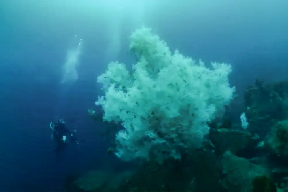 Black coral colony discovered off New Zealand among largest on record Marine scientists exploring the deep waters off Fiordland in New