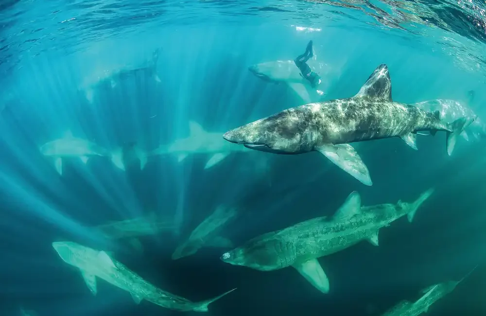 Award-winning photographer Nigel Motyer has been diving and photographing Irish