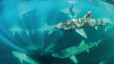 Award-winning photographer Nigel Motyer has been diving and photographing Irish