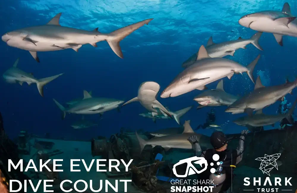 The Shark Trust’s citizen science initiative, The Great Shark Snapshot,