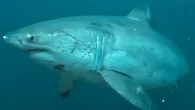 Still from a video of the Nusa Penida great white shark (Fabian Clinton/Instagram) A great white shark (Carcharodon carcharias) has put in a rare appearance around Nusa Penida, a large island located off the southeast coast of Bali.  The large […]