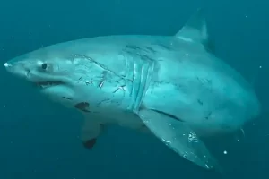 Still from a video of the Nusa Penida great white