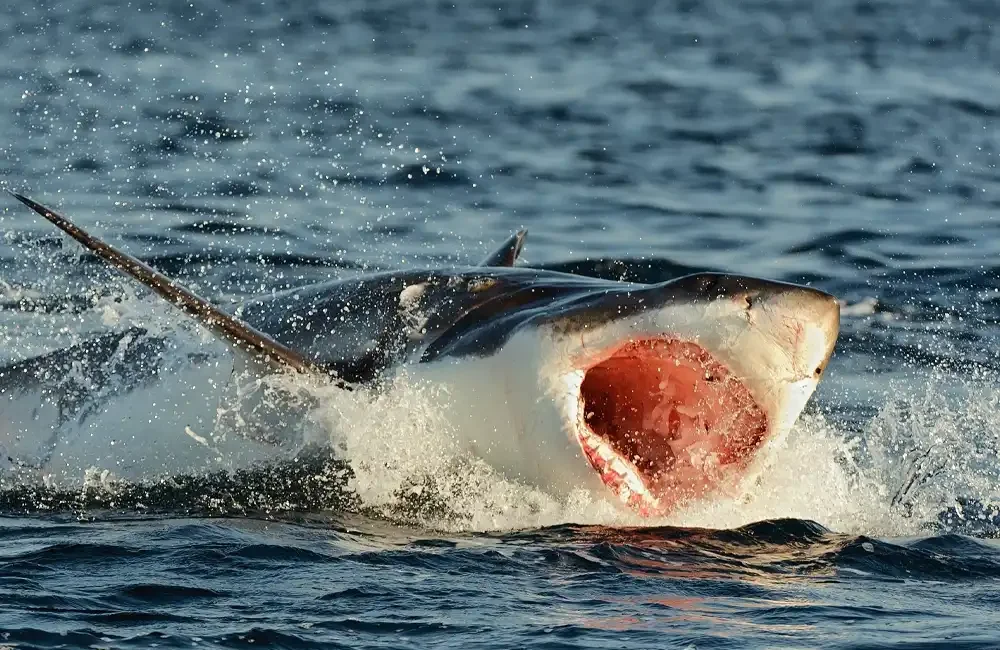 By David Sims, Professor of Marine Ecology, University of Southampton
