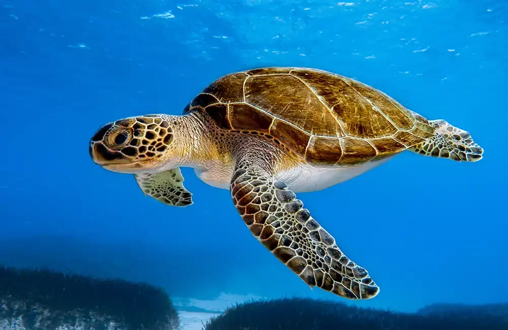 Green turtle populations have recovered so successfully that their official