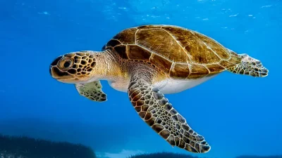 Green turtle populations have recovered so successfully that their official
