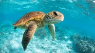 Green turtle populations are doing well (Photo: SeanScottPhotography/Shutterstock) Following the news that global turtle populations are on the rebound, the International Union for Conservation of Nature (IUCN) has confirmed that conservation efforts ‘have improved the status of the majority of […]