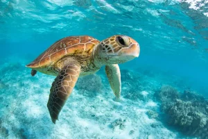 Green turtle populations are doing well (Photo: SeanScottPhotography/Shutterstock) Following the