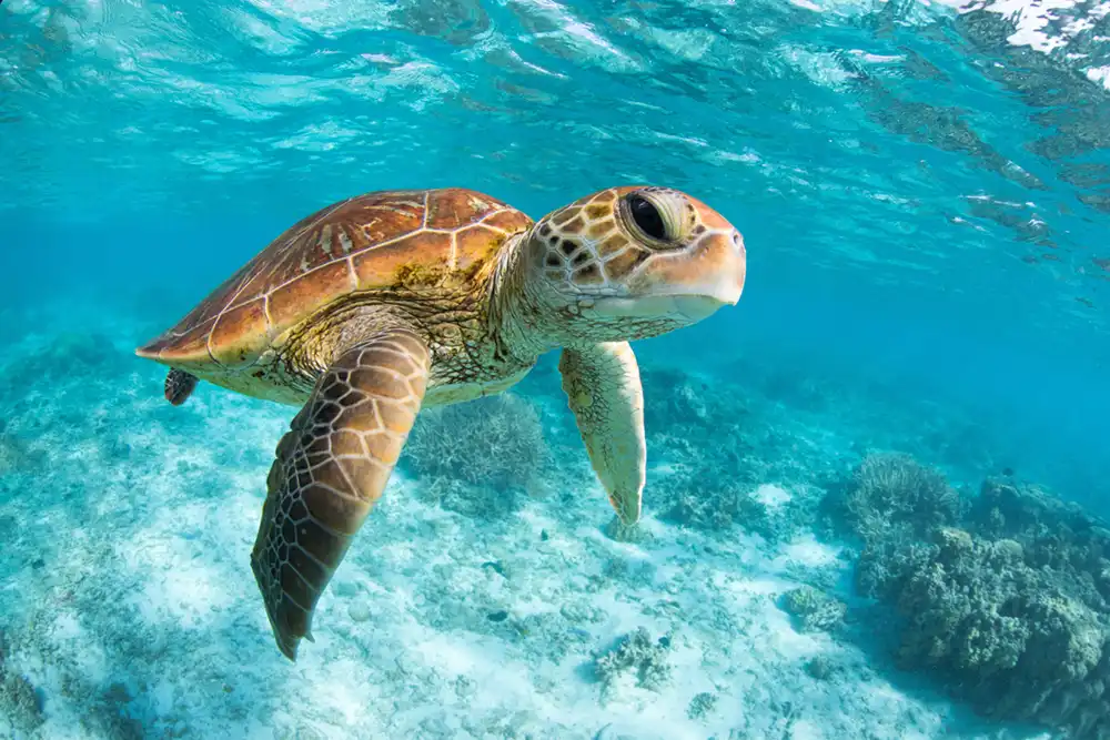 Green turtle populations are doing well (Photo: SeanScottPhotography/Shutterstock) Following the