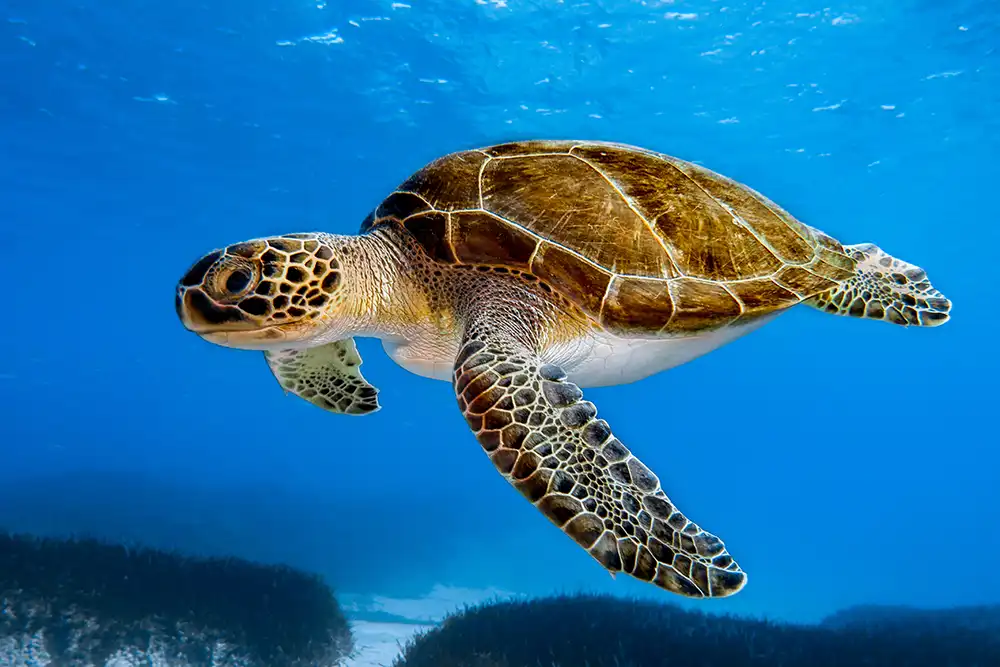 Green turtles downgraded to ‘Least Concern’ by IUCN Red List Green turtle populations have recovered so successfully that their official