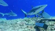 Pitcairn grey reef sharks were monitored by Baited Remote Underwater Video Systems – ‘BRUVS’ (Photo: Blue Belt Programme) Henderson Island and Ducie Atoll, part of the Pitcairn Islands, have been named as Important Shark and Ray Areas (ISRAs) by the IUCN, marking […]