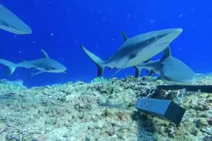 Pitcairn grey reef sharks were monitored by Baited Remote Underwater