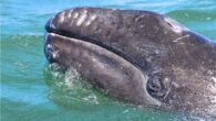 A new study reveals that grey whales are rapidly shrinking and scientists fear this could have a significant impact on whale health By Stuart Butler The grey whale (Eschrichtius robustus, also spelt gray whale), was once known as the ‘devil fish’, […]