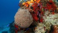 NOAA recently increased protections for nearly 500 square miles of deep-sea coral habitat in the Gulf of Mexico. The new rules, created by the Gulf of Mexico Fishery Management Council, ban bottom-tending fishing gear in 13 reef and canyon sites […]