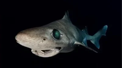 A new national poll in the Maldives has revealed overwhelming