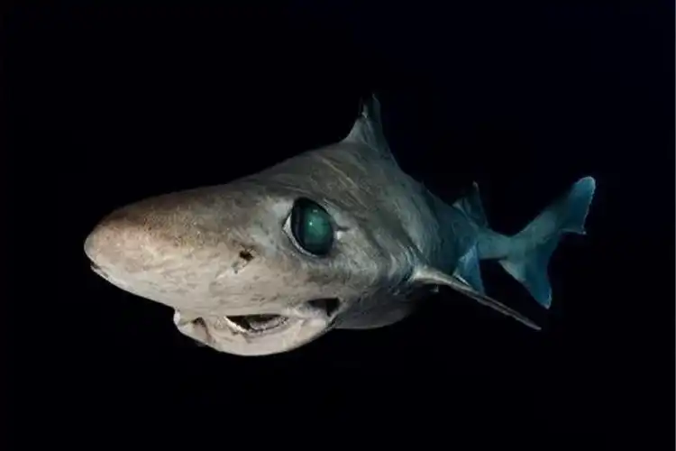 National poll shows Maldivians oppose shark fishery reopening A new national poll in the Maldives has revealed overwhelming