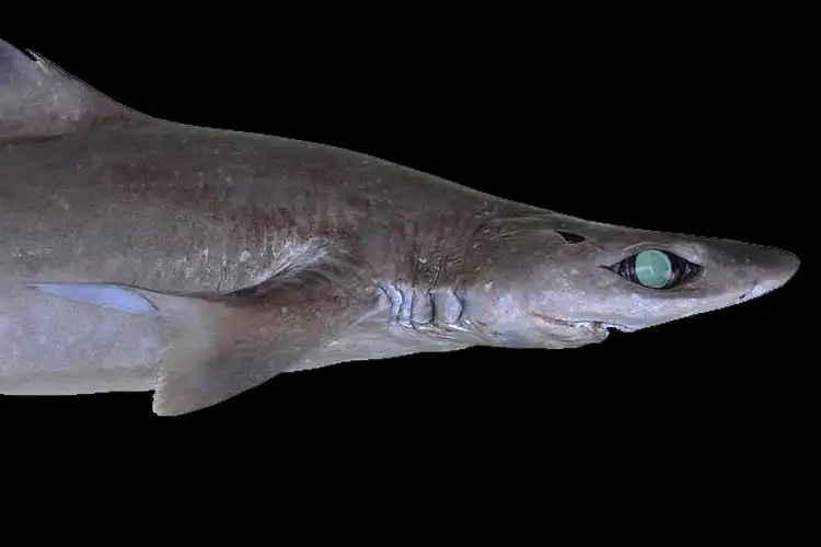 Petition launched against lifting of Maldives shark fishing ban The editors of Australia’s Ocean Geographic magazine have launched an