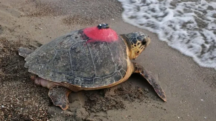 Ekolojik Araştırmalar Derneği (EKAD) ve TÜPRAG Metal Madencilik işbirliğiyle yürütülen