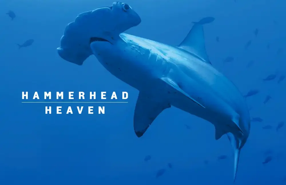 Scalloped hammerheads (Sphyrna lewini) gather in their hundreds at Cocos