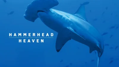 Scalloped hammerheads (Sphyrna lewini) gather in their hundreds at Cocos