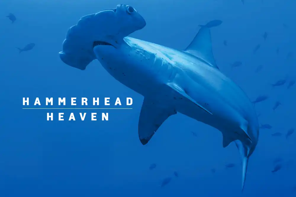 Scalloped hammerheads (Sphyrna lewini) gather in their hundreds at Cocos