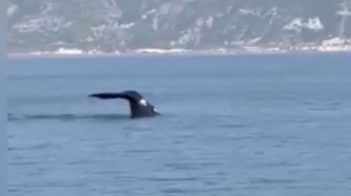 Hatay Dalış Merkezi üyeleri, dalış etkinliğinden tekneyle kıyıya döndükleri sırada