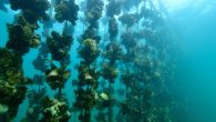 On Sunday, March 15, the Hama Hama oyster farm, in Lilliwaup, Washington, sent its delivery truck up Interstate 5 to deliver mussels, oysters, and clams to the airport to be shipped to restaurants. Then, Washington Governor Jay Inslee announced he […]