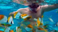 by Mara Johnson-Groh Under the sea, breadcrumb trails are leading scientists to a new understanding of how ecotourism can affect marine ecosystems. Tourism operators around the world commonly bait snorkeling and diving sites with morsels of bread to entice fish—improving […]