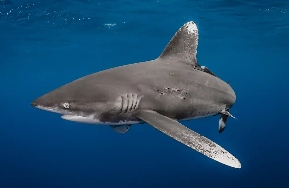 Oceanic whitetip sharks have been granted the highest level of