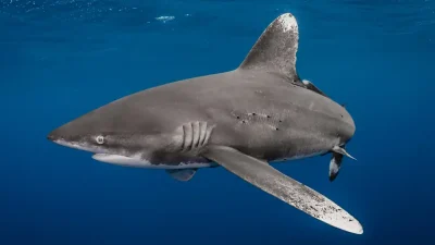 Oceanic whitetip sharks have been granted the highest level of