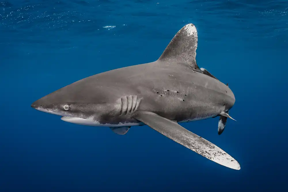 Oceanic whitetip sharks have been granted the highest level of