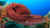 Childish exploration on the reef ends with a surprise twist—and a lasting impact on a father-daughter relationship. By Megan Wildhood I learned to dive with my dad back in 1998. I was 12, and my dad had dreamed of getting […]