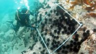 The founder of Sanriku Volunteer Divers is committed to cleaning natural-disaster debris, leading seaweed restoration efforts and training the next generation of mission-driven divers By Becca Hurley and Translated by Zen Lim Year Dive Certified: 2001 Age When Certified: 27 […]